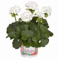 Зональная, кустовая пеларгония (герань) Green Idols White
